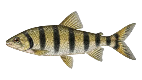 Illustration of Lipstick leporinus