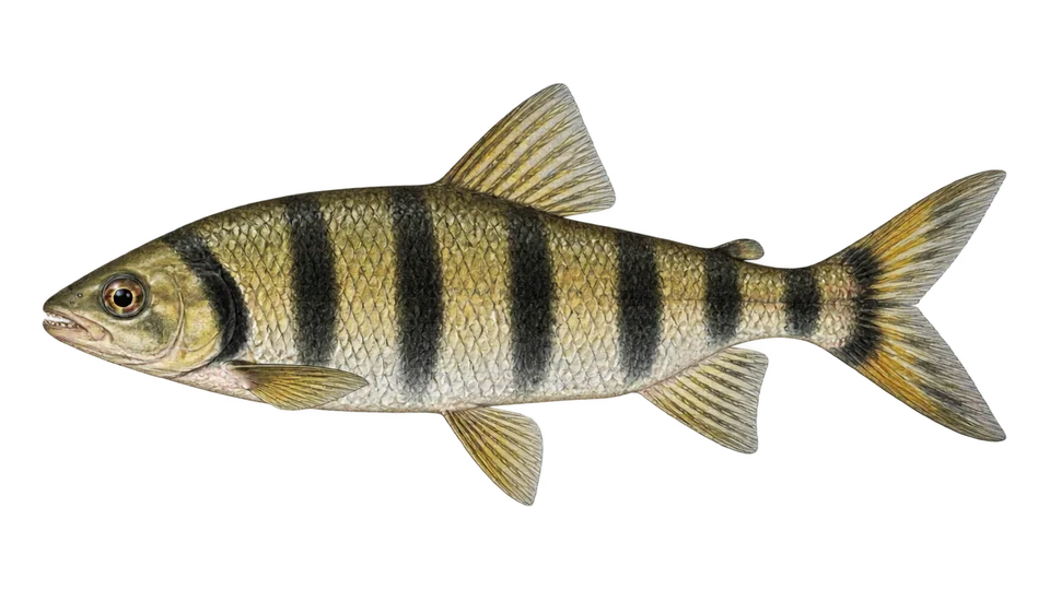 Scientific illustration of Lipstick leporinus