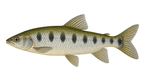 Illustration of Piau-da-Guiana