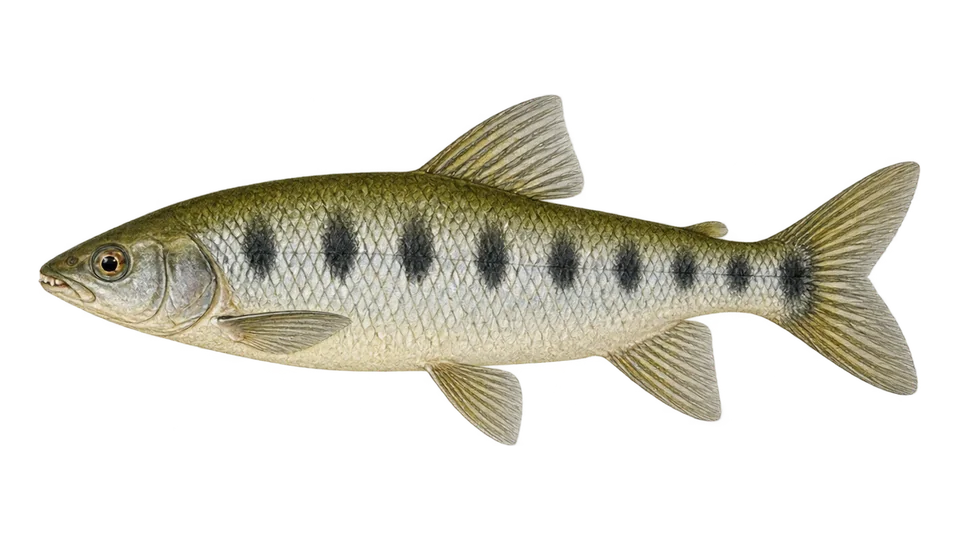 Scientific illustration of Piau-da-Guiana