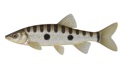 Ilustración de Anostomus de tres manchas