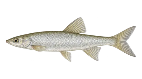 Illustration of Piau-esguio
