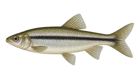 Illustration of Halfline leporinus