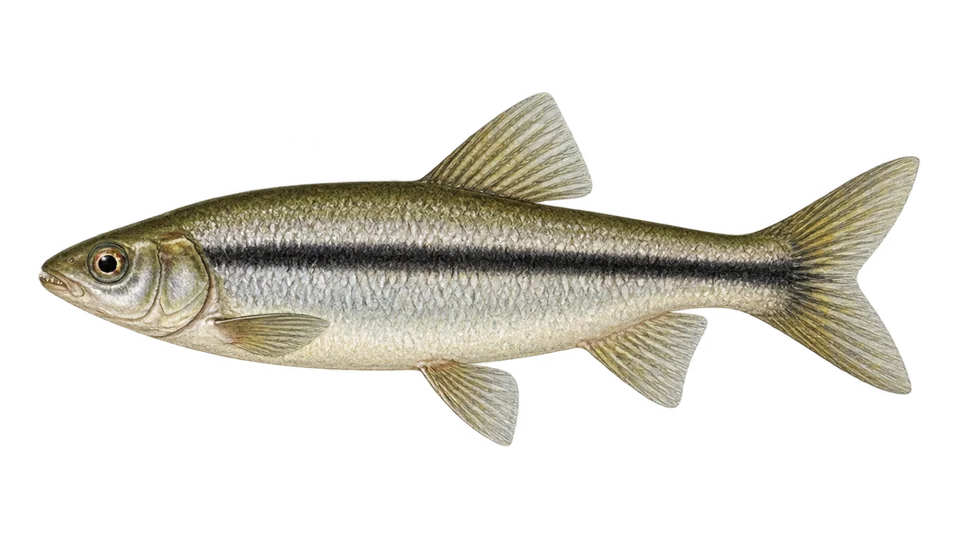 Scientific illustration of Halfline leporinus