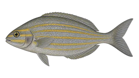 Ilustración de Chopa amarilla