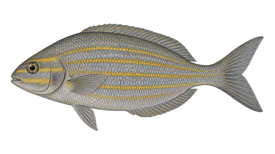 Scientific illustration of Yellow sea chub