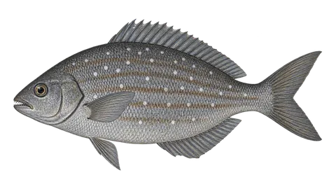 Ilustración de Chopa de Cortés