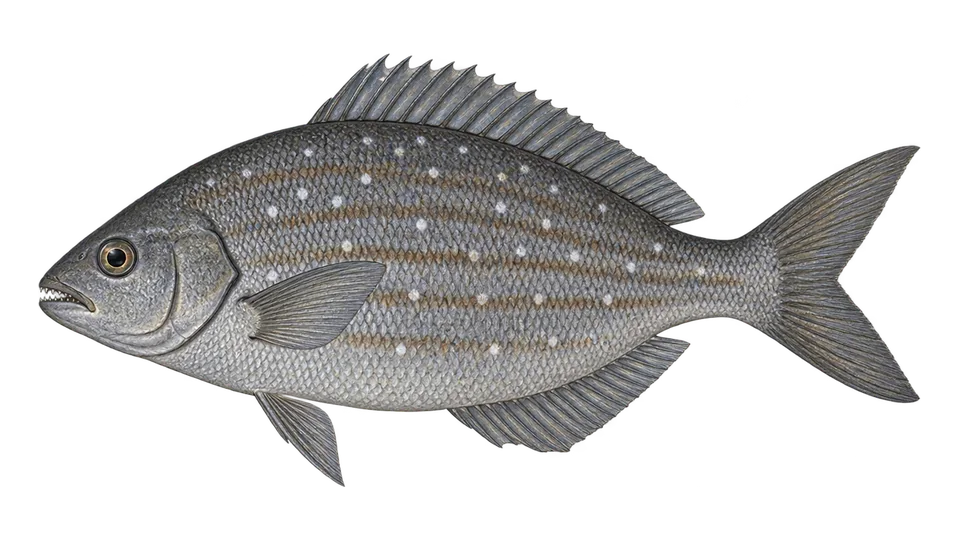 Scientific illustration of Cortez sea chub