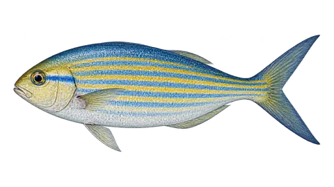 Ilustración de Chopa salema