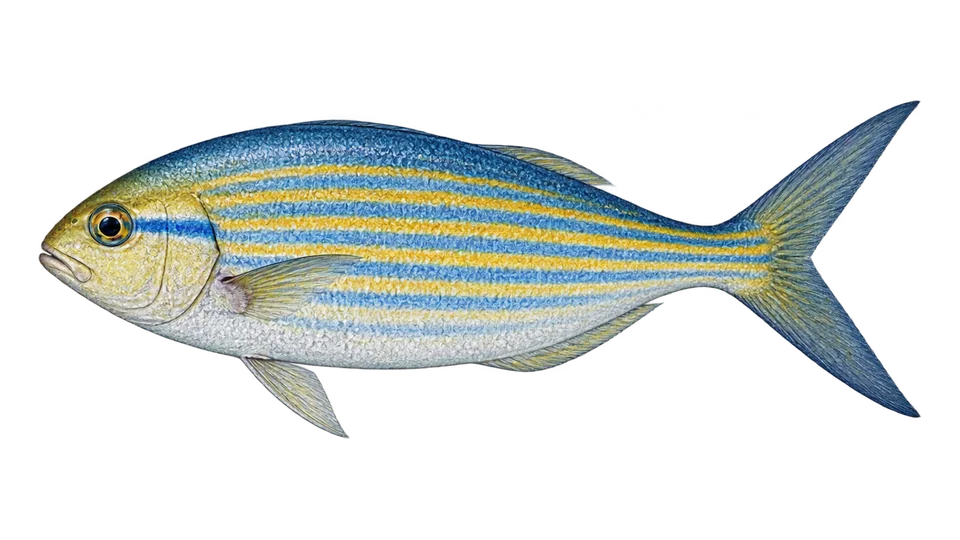 Scientific illustration of Bluestriped chub