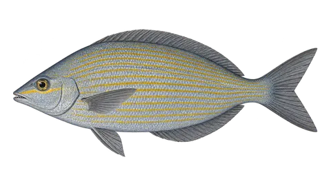 Illustration of Brassy chub