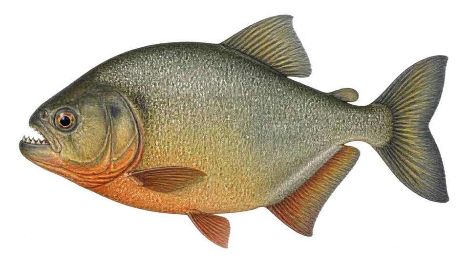 Ilustración científica de Pirambeta