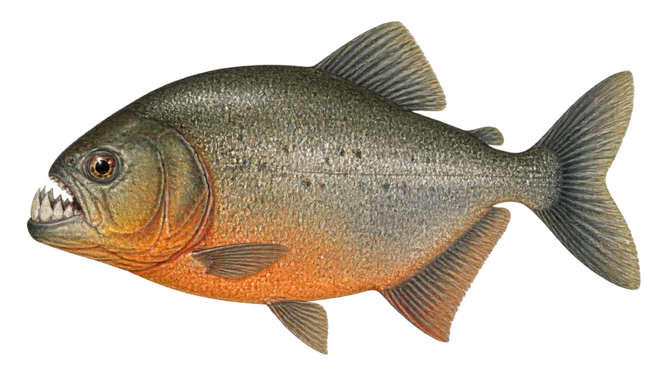 Scientific illustration of Lobetoothed piranha