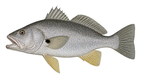 Illustration of Shorthead drum