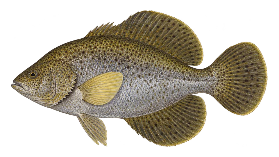 Scientific illustration of Pacific tripletail
