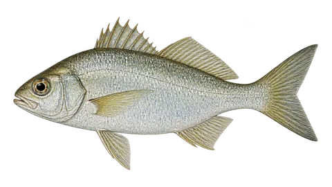 Illustration of Jenny mojarra