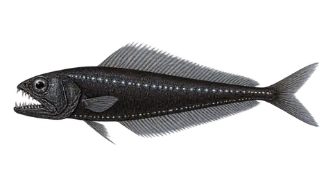 Illustration of Pseudoscopelo-de-nadadeira-alta