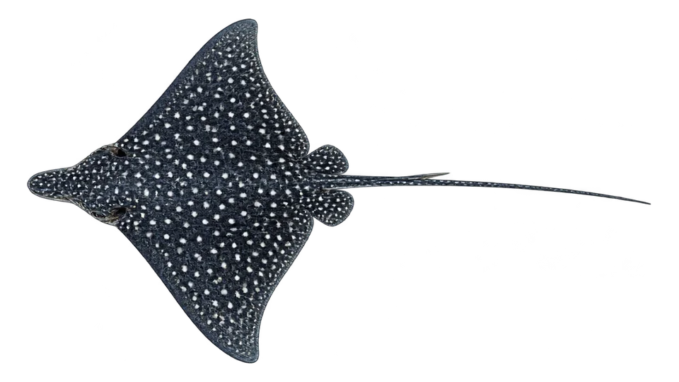Scientific illustration of Pacific eagle ray