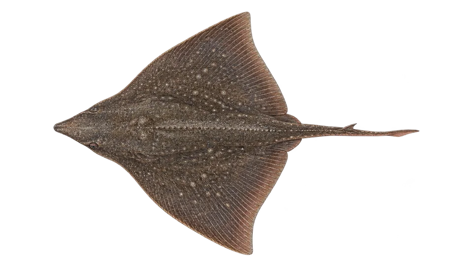 Scientific illustration of Spiny butterfly ray