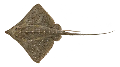 Illustration of Roughtail stingray