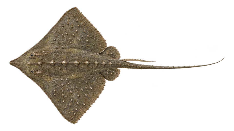 Scientific illustration of Roughtail stingray