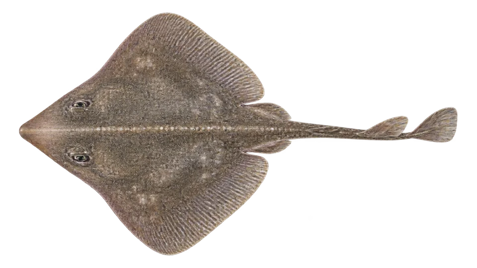Scientific illustration of Broadnose skate