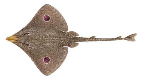 Illustration of Yellownose skate