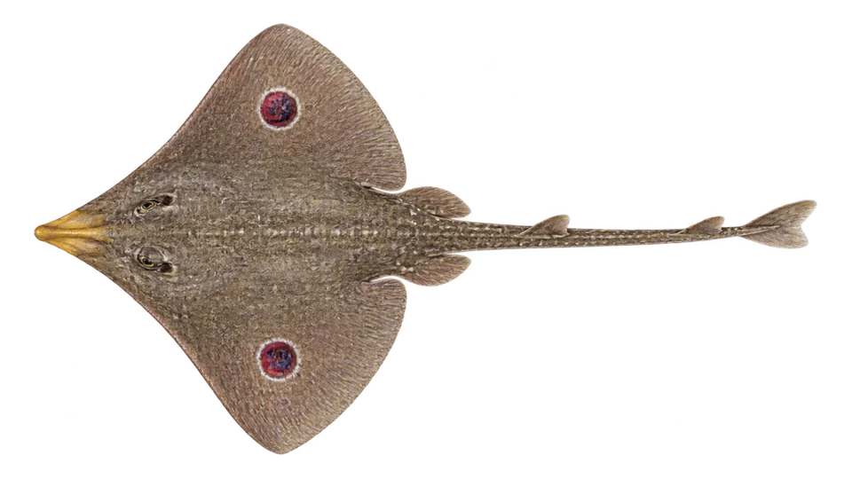 Scientific illustration of Yellownose skate