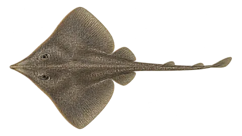 Illustration of Ray