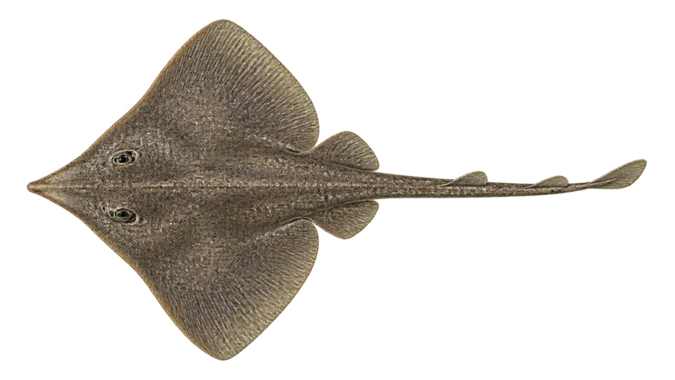 Scientific illustration of Ray