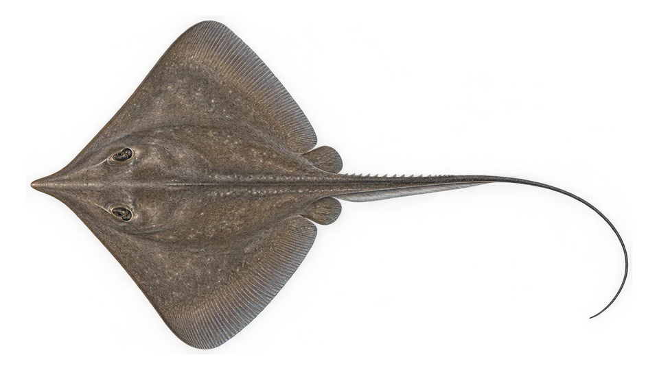 Scientific illustration of Diamond stingray