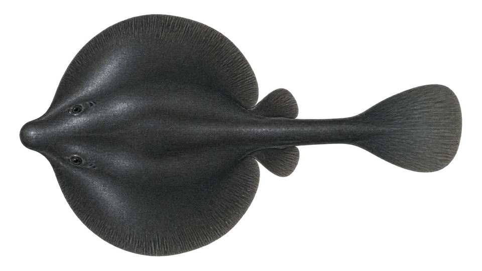 Scientific illustration of Electric ray