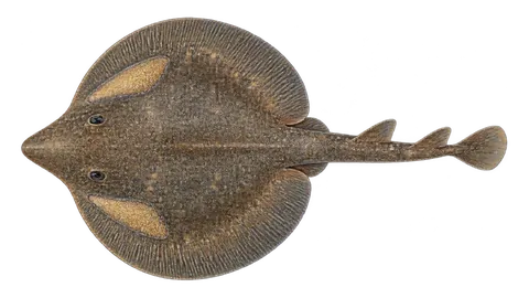 Illustration of Giant electric ray