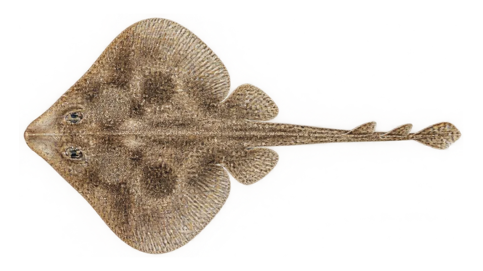 Scientific illustration of Smallnose fanskate