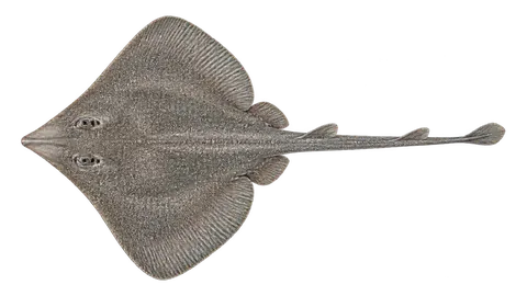 Illustration of Graytail skate