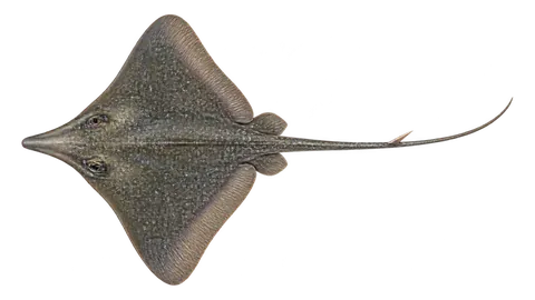 Illustration of Bat eagle ray
