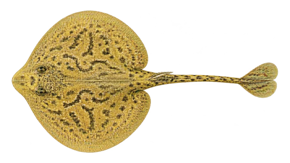 Scientific illustration of Yellow stingray