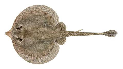 Illustration of Haller's round ray