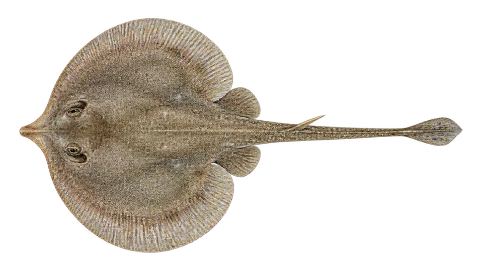 Scientific illustration of Haller's round ray