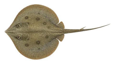 Illustration of Panamic stingray