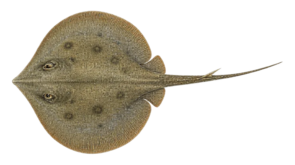 Scientific illustration of Panamic stingray