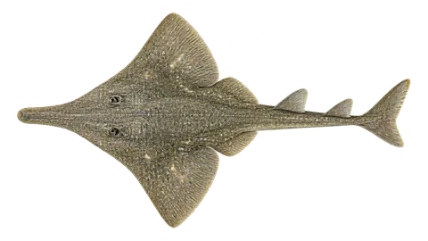 Illustration of Witch guitarfish