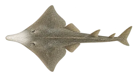 Illustration of Whitesnout guitarfish