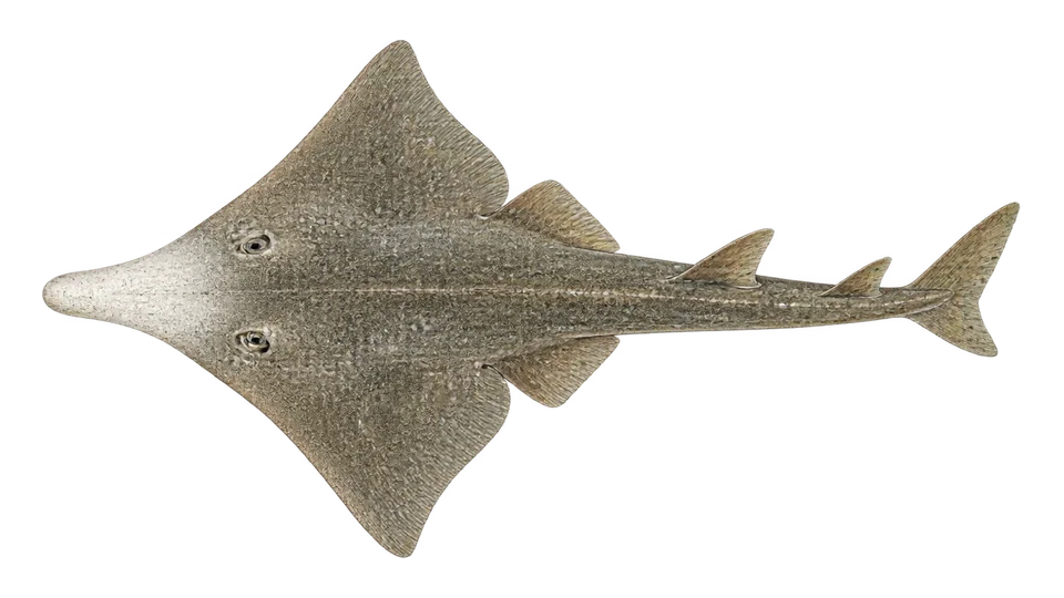 Scientific illustration of Whitesnout guitarfish