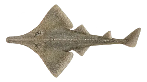 Illustration of Shovelnose guitarfish