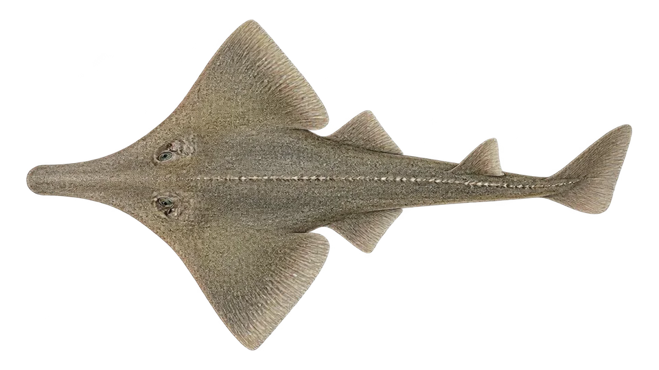 Scientific illustration of Shovelnose guitarfish