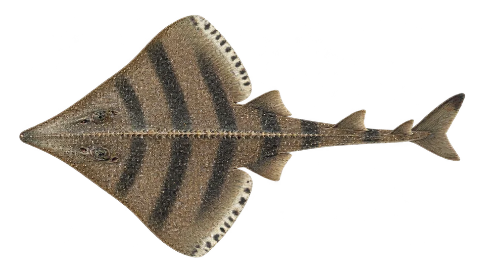 Scientific illustration of Banded guitarfish