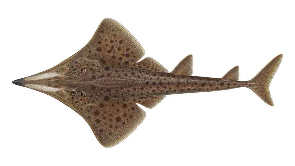 Scientific illustration of Chola guitarfish