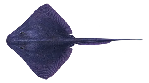 Illustration of Pelagic stingray