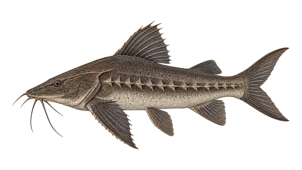 Scientific illustration of Rebeca